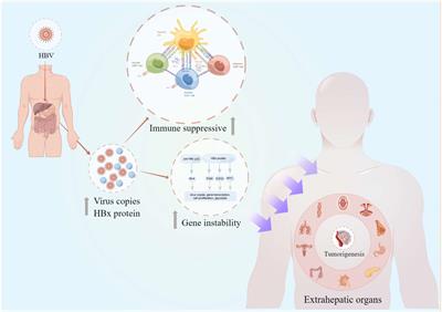 Frontiers | Hepatitis B Virus Infection: An Insight Into The Clinical ...